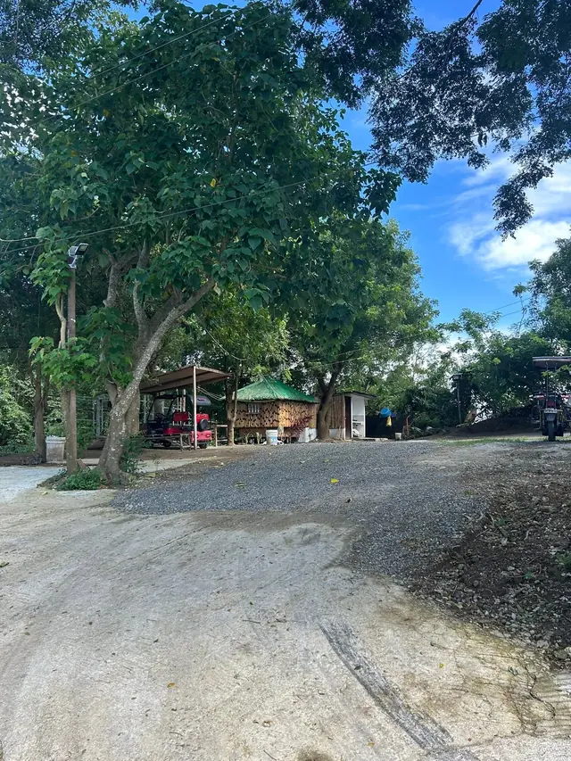 Tree-lined driveway and parking area